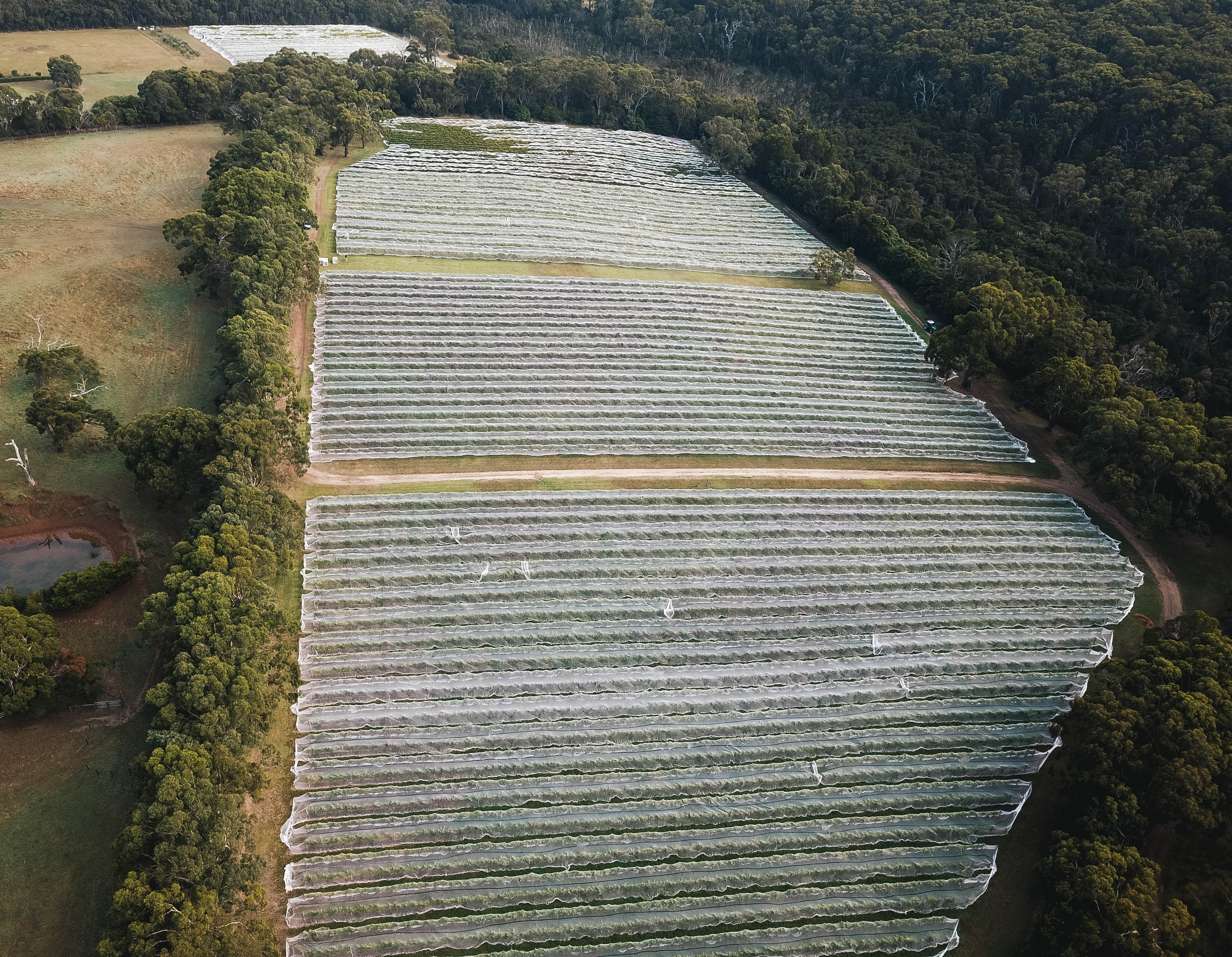 Family Vignettes vineyard aerial photo